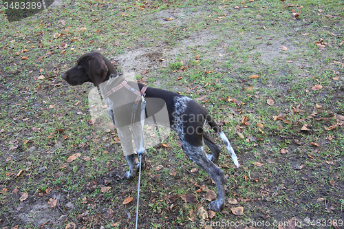 Image of German Shorthaired Pointer