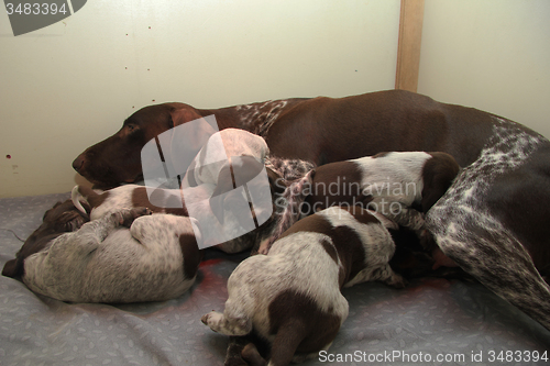 Image of German Shorthaired Pointer puppies