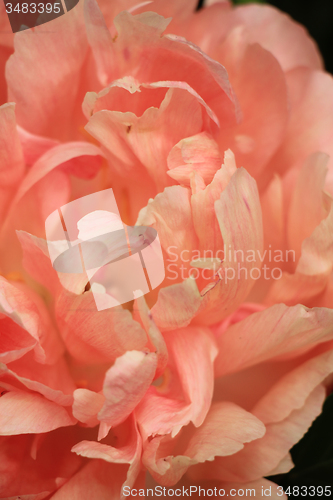 Image of Pink Peony