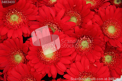 Image of Just red gerberas