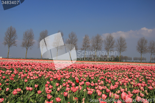 Image of Flower industry fields