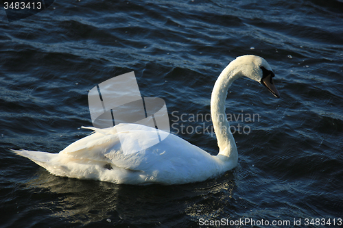 Image of Single swan