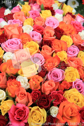 Image of Multicolored wedding roses