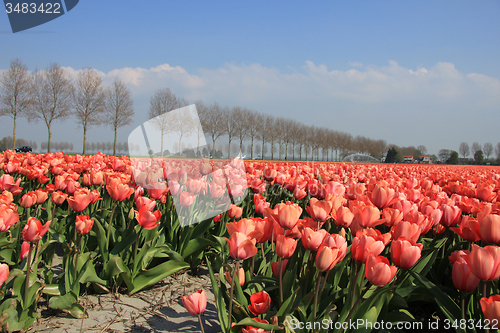 Image of Pink tulips