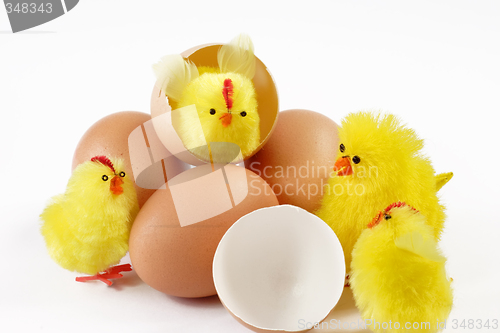 Image of Yellow chicks