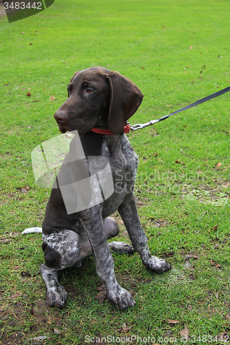 Image of German Shorthaired Pointer