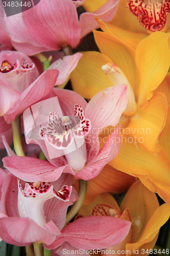 Image of Pink and Yellow cymbidium orchids
