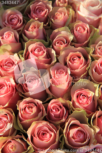 Image of Pink roses in a bridal arrangement