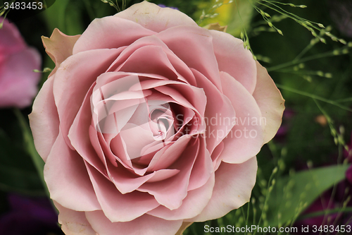 Image of Purple rose close up
