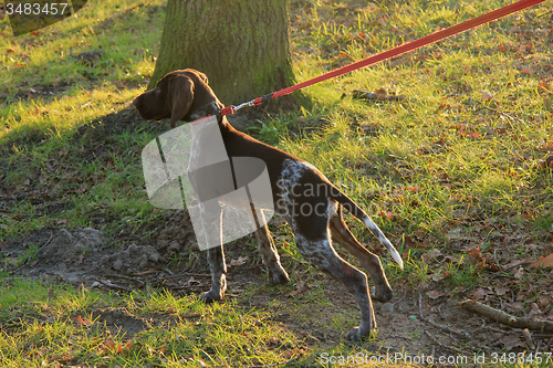 Image of German Shorthaired Pointer puppy