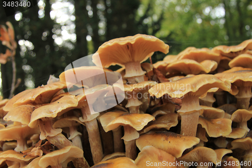 Image of Mushrooms