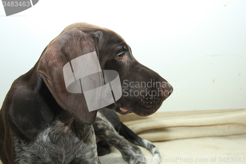 Image of German Shorthaired Pointer puppy