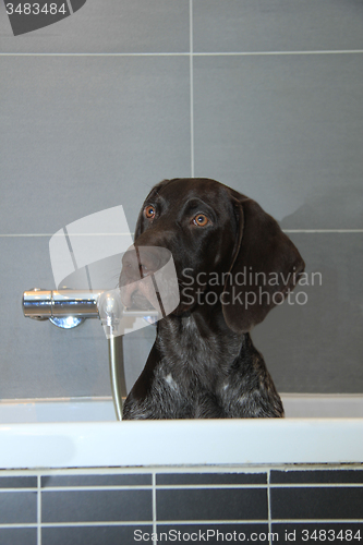Image of German shorthaired pointer in a bathtub
