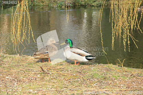 Image of Duck Couple