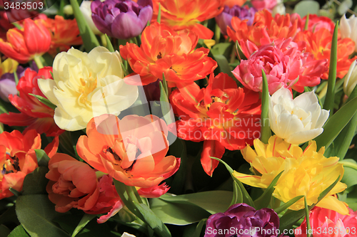 Image of Multicolored tulip bouquet
