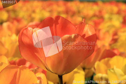 Image of Yellow and orange tulips