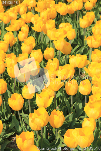 Image of yellow tulips in a field