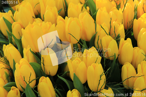 Image of Yellow tulips