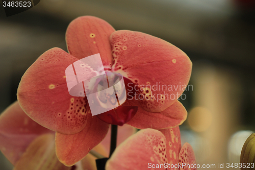 Image of Phalaenopsis orchid