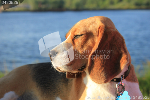 Image of Young female beagle