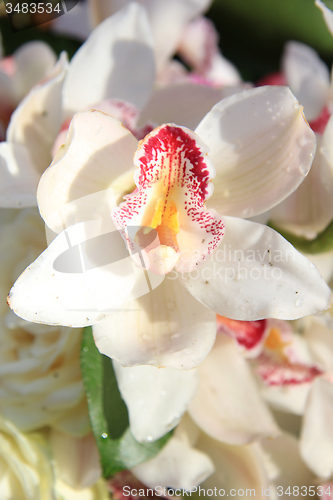 Image of White cymbidium orchids