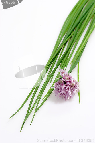 Image of Fresh Chive