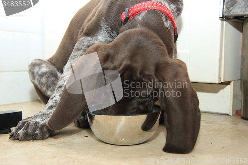 Image of German Shorthaired Pointer puppy