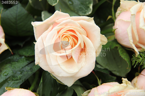 Image of pale pink wedding roses