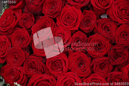 Image of Big group of red roses