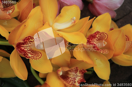 Image of Yellow cymbidium orchids