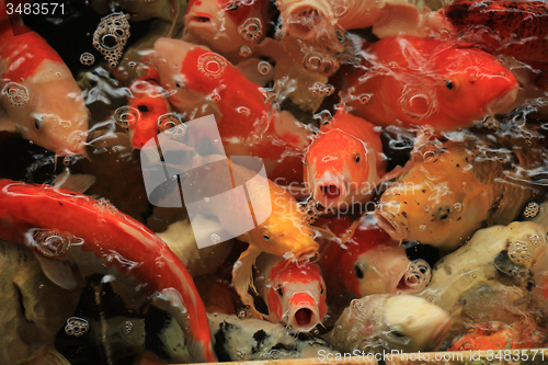 Image of Koi Carps