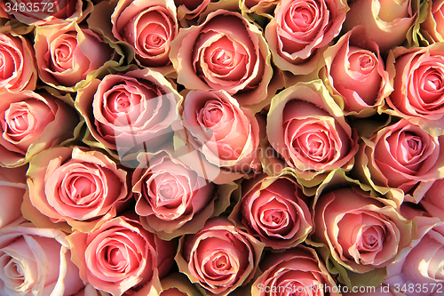 Image of Pink roses in a bridal arrangement