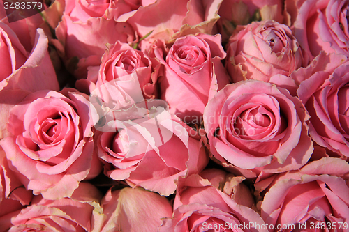 Image of Pink roses in bridal bouquet