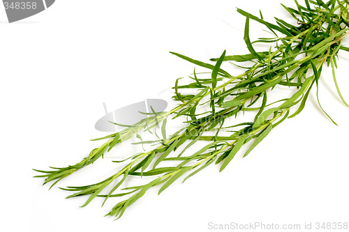 Image of Fresh Tarragon