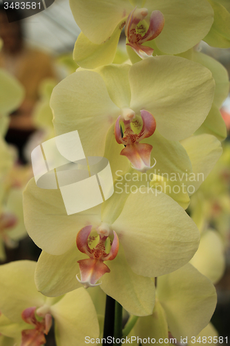 Image of Phalaenopsis orchid