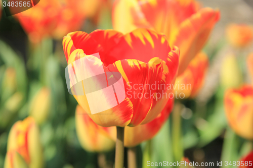 Image of Yellow and orange tulips