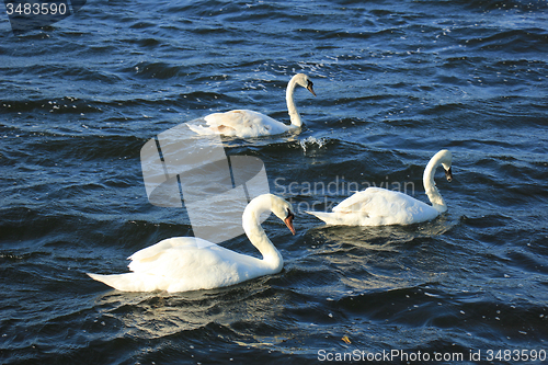 Image of Swan trio