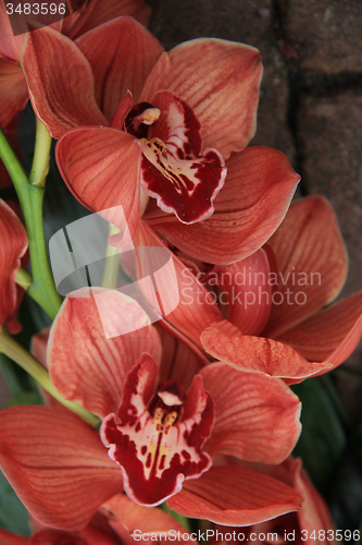 Image of Orange cymbidium orchids