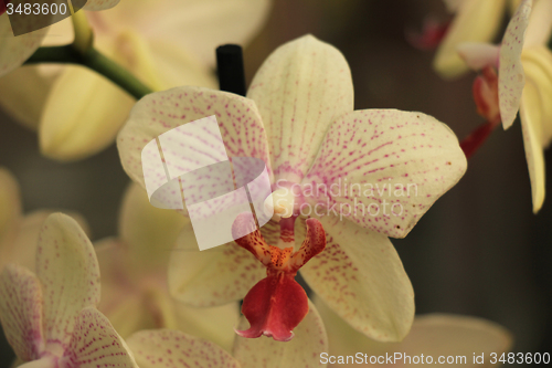 Image of Phalaenopsis orchid