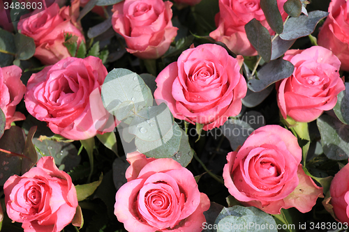 Image of Pink roses and eucalyptus