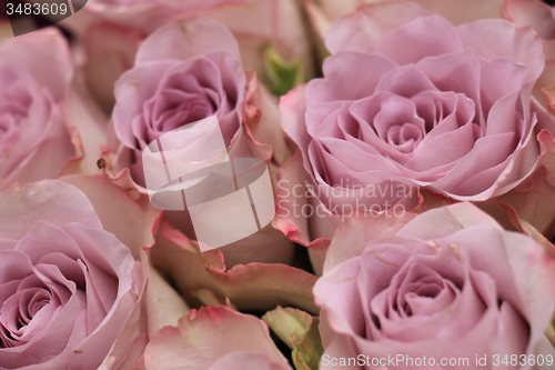 Image of purple roses