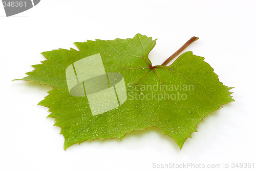 Image of Grapeleaf