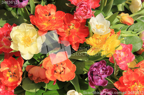 Image of Multicolored tulip bouquet