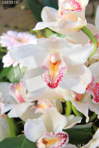 Image of White cymbidium orchids