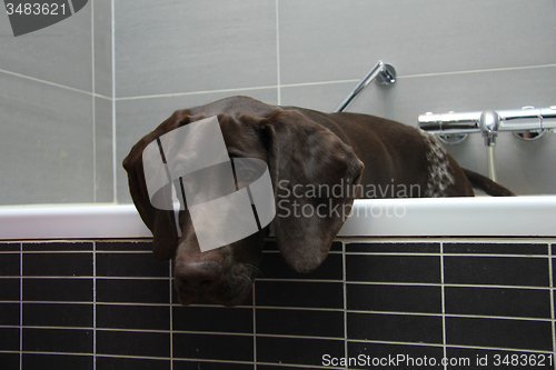Image of German shorthaired pointer in a bathtub
