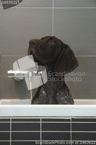 Image of German shorthaired pointer in a bathtub