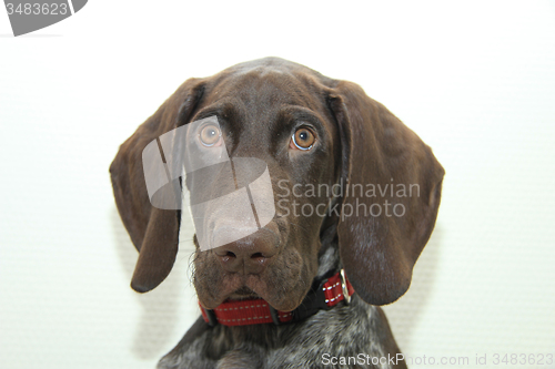 Image of German Shorthaired Pointer puppy