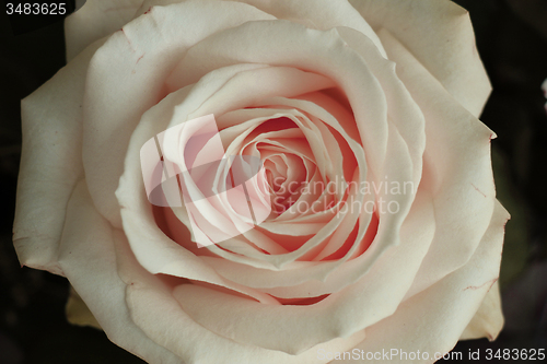 Image of pink rose close up