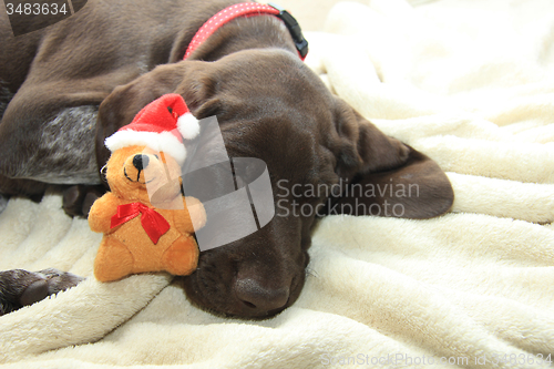 Image of Dreaming of a dog\'s Christmas