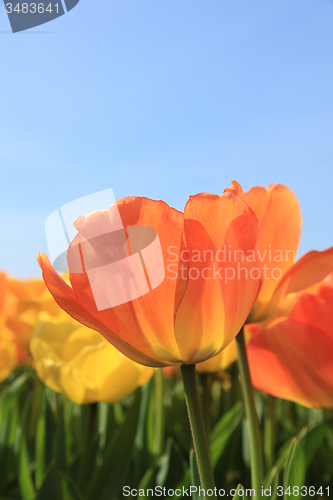 Image of Yellow and orange tulips